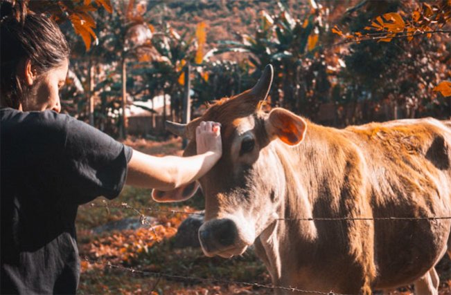 Dua Sapi Berbobot 950 Kg dan 820 Kg Dipilih Jadi Sapi Kurban Prabowo